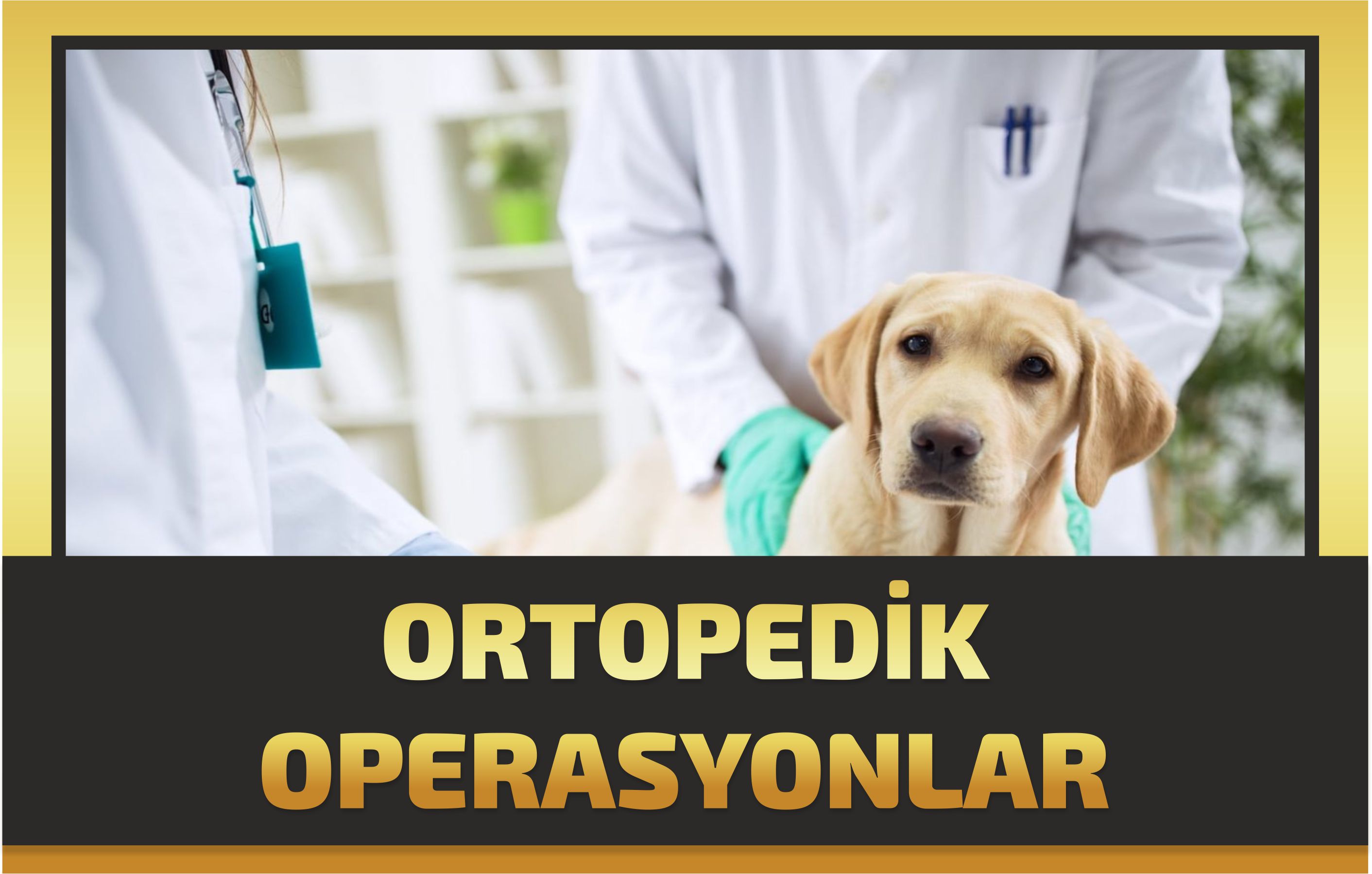 Gaziantep veteriner,gaziantep veteriner kliniği,gaziantep veteriner muayenesi,gaziantep veteriner muayenesi,gaziantep kedi aşı,gaziantep köpek aşı,gaziantep kedi veterineri,gaziantep köpek veterineri,gaziantep kuş veterineri,gaziantep kuş aşı,veteriner gaziantep,gaziantep pet,gaziantep mama,city vet gaziantep ,gaziantep city vet